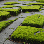 Complete Guide to Clean Your Driveway