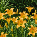 Top 10 10 Ways to Maintain Your Garden